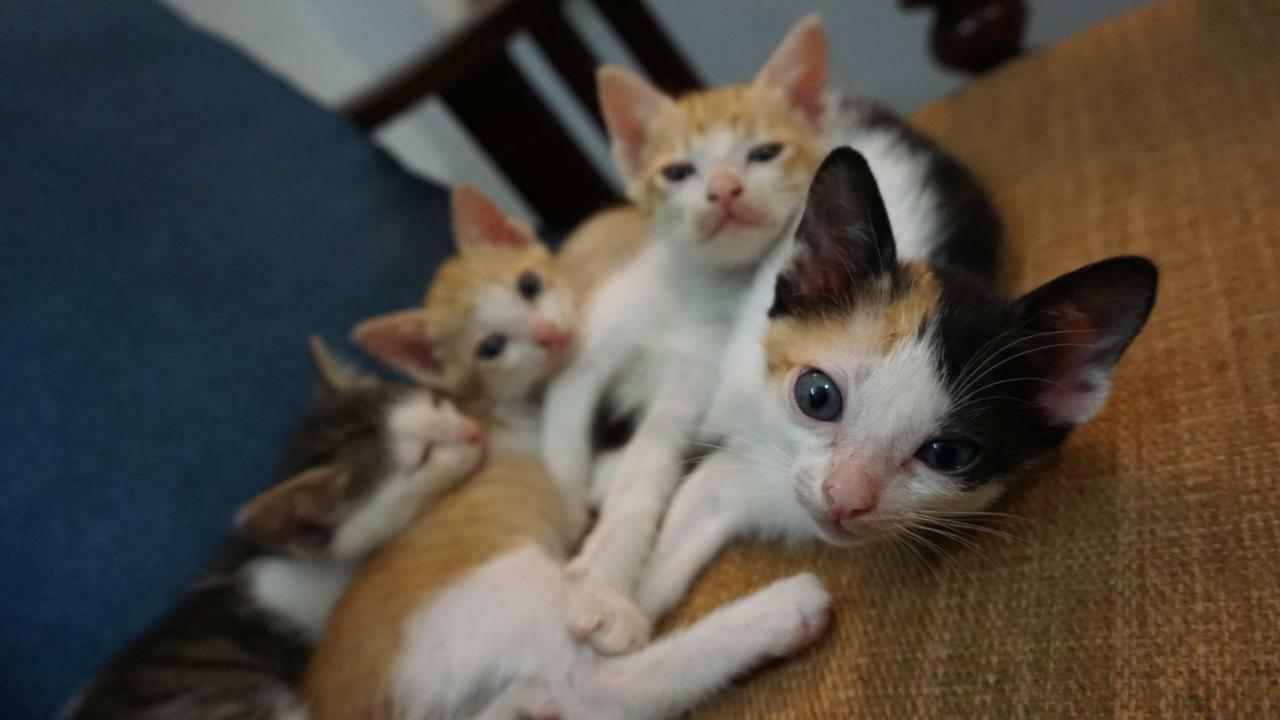 Nha Homestay ดานัง ภายนอก รูปภาพ